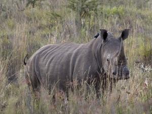 Big guns to probe rhino slaughter
