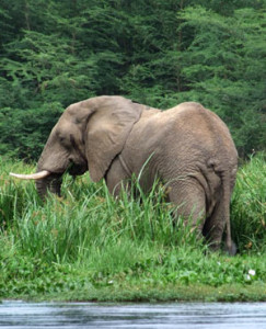 Endangered elephants found dead