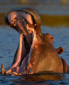 Virus kills 30 Kruger hippos